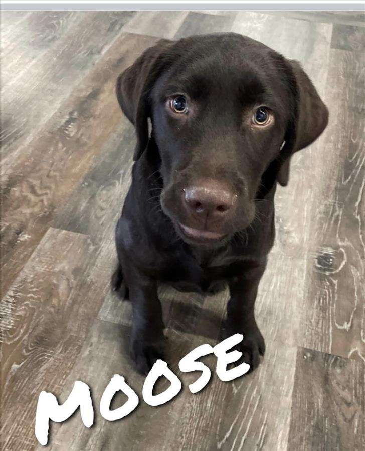 Moose Frank